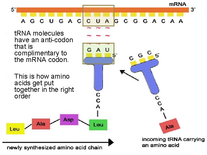 � t. RNA molecules have an anti-codon that is complimentary to the m. RNA