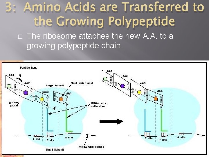 3: Amino Acids are Transferred to the Growing Polypeptide � The ribosome attaches the