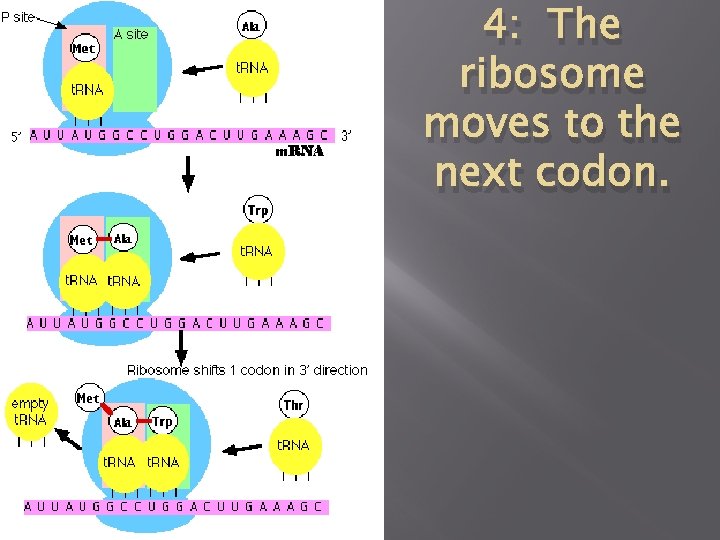 4: The ribosome moves to the next codon. 