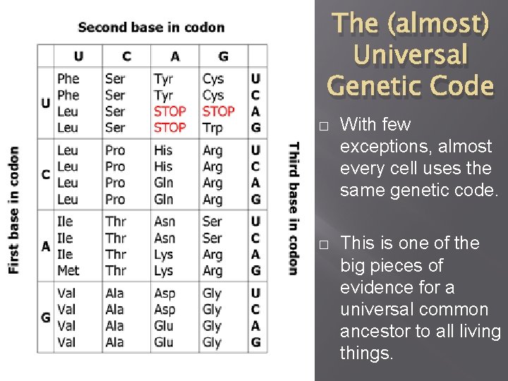 The (almost) Universal Genetic Code � With few exceptions, almost every cell uses the