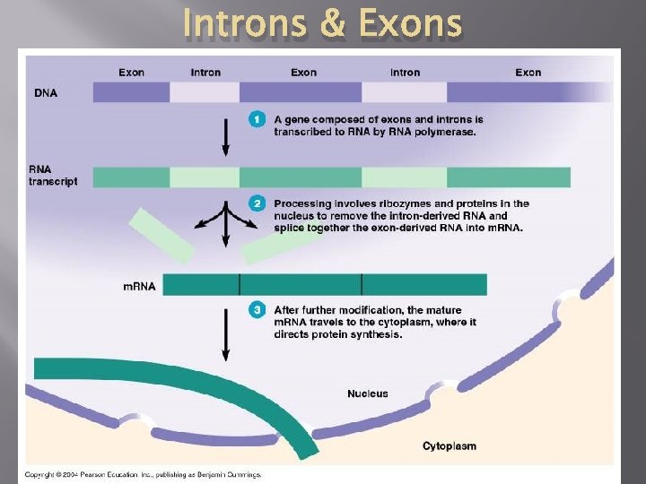 Introns & Exons 