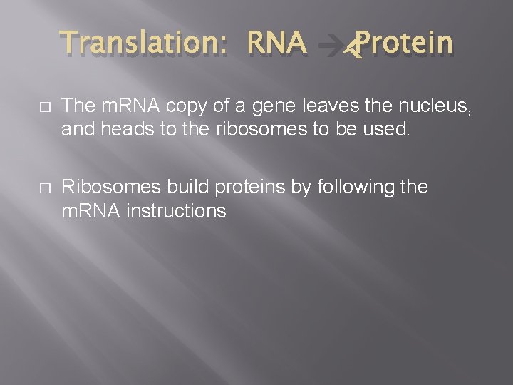 Translation: RNA Protein � The m. RNA copy of a gene leaves the nucleus,