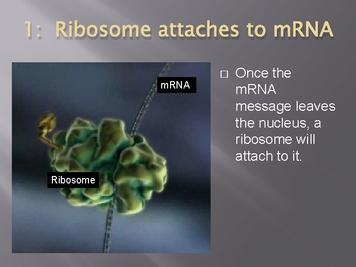 1: Ribosome attaches to m. RNA � m. RNA Ribosome Once the m. RNA