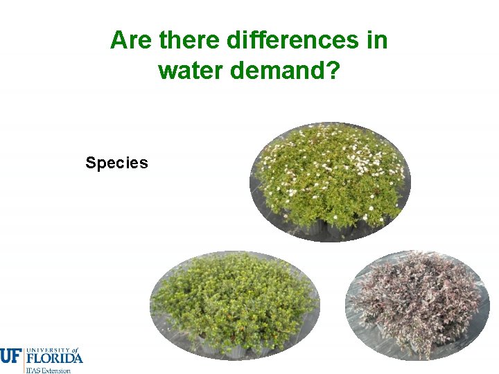 Are there differences in water demand? Species 