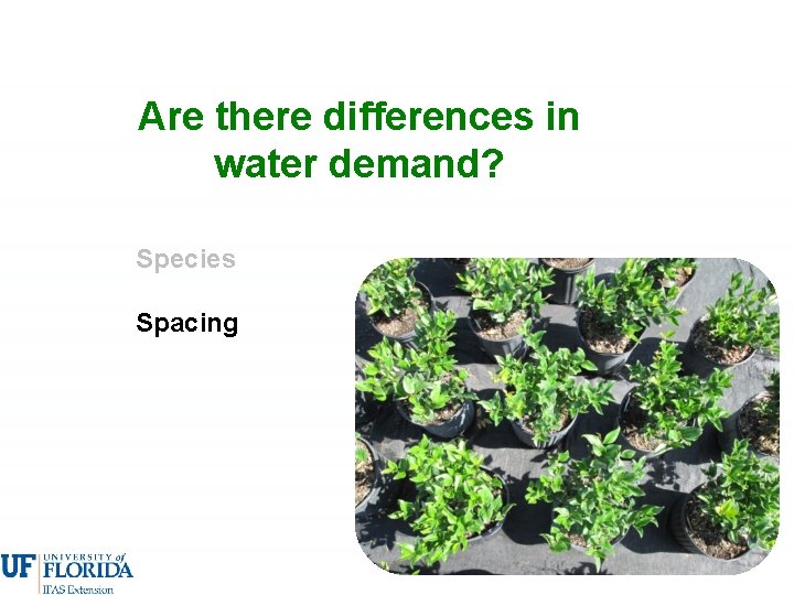 Are there differences in water demand? Species Spacing 