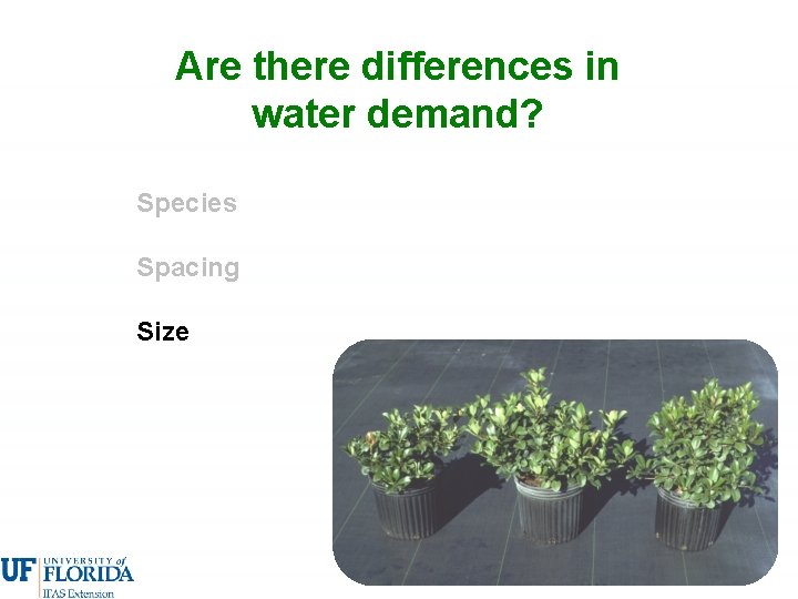 Are there differences in water demand? Species Spacing Size 