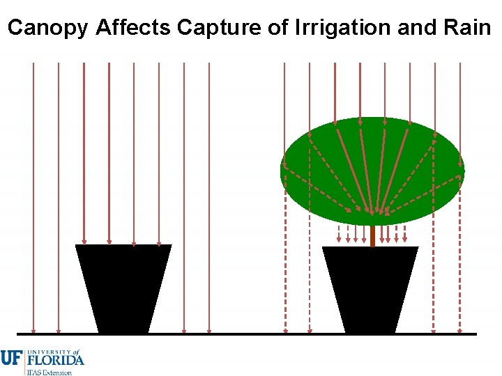 Canopy Affects Capture of Irrigation and Rain 