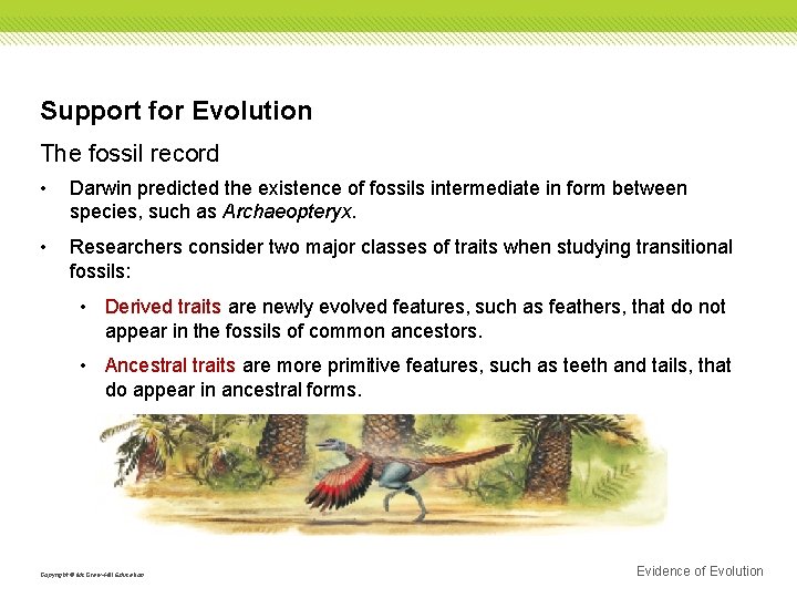 Support for Evolution The fossil record • Darwin predicted the existence of fossils intermediate