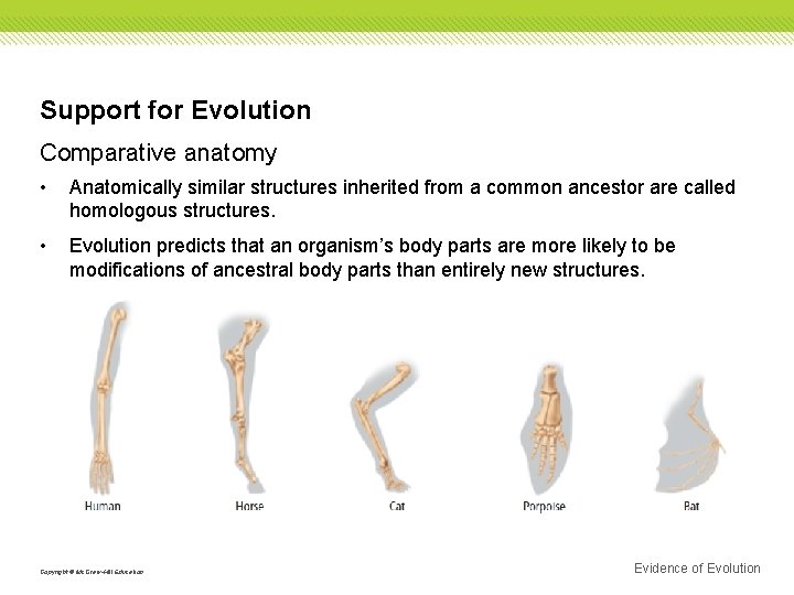 Support for Evolution Comparative anatomy • Anatomically similar structures inherited from a common ancestor