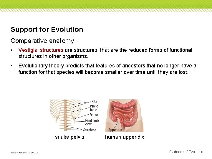 Support for Evolution Comparative anatomy • Vestigial structures are structures that are the reduced