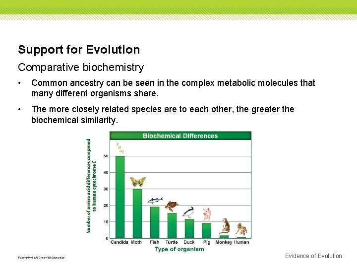 Support for Evolution Comparative biochemistry • Common ancestry can be seen in the complex