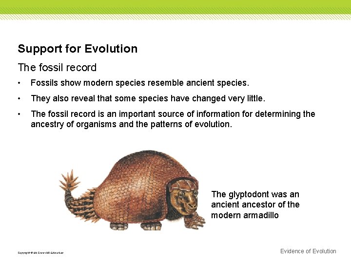 Support for Evolution The fossil record • Fossils show modern species resemble ancient species.