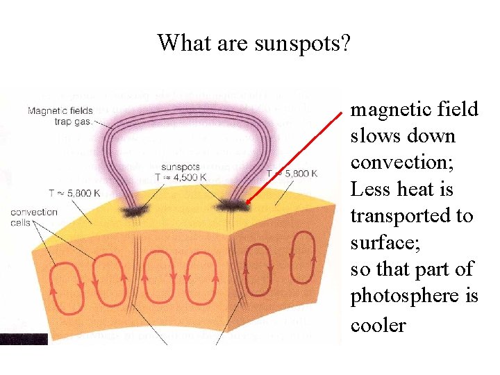 What are sunspots? magnetic field slows down convection; Less heat is transported to surface;