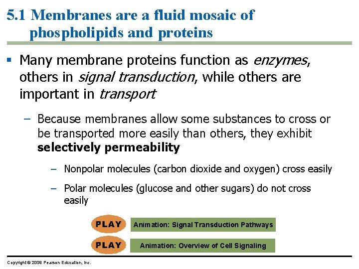 5. 1 Membranes are a fluid mosaic of phospholipids and proteins § Many membrane