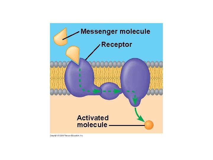 Messenger molecule Receptor Activated molecule 