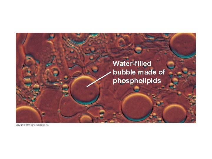 Water-filled bubble made of phospholipids 
