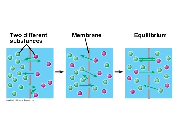 Two different substances Membrane Equilibrium 