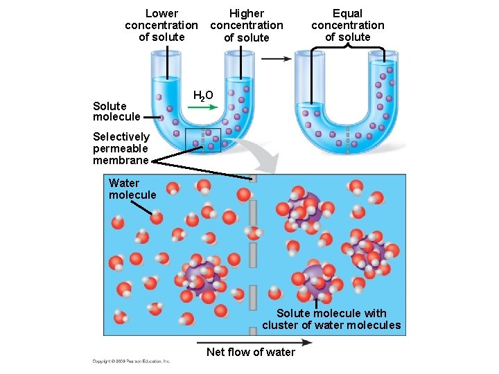Lower concentration of solute Solute molecule Higher concentration of solute Equal concentration of solute