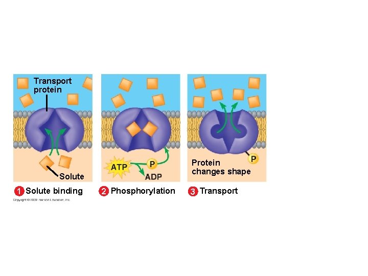 Transport protein Protein changes shape Solute 1 Solute binding 2 Phosphorylation 3 Transport 