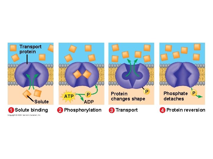 Transport protein Protein changes shape Solute 1 Solute binding 2 Phosphorylation 3 Transport Phosphate