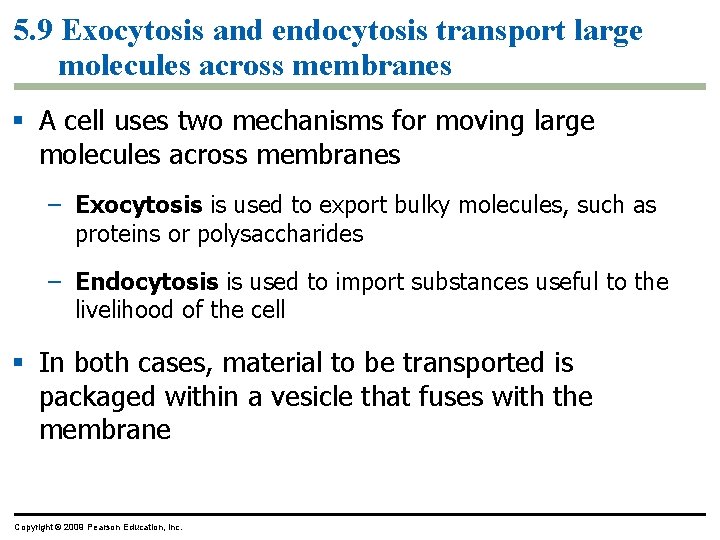 5. 9 Exocytosis and endocytosis transport large molecules across membranes § A cell uses