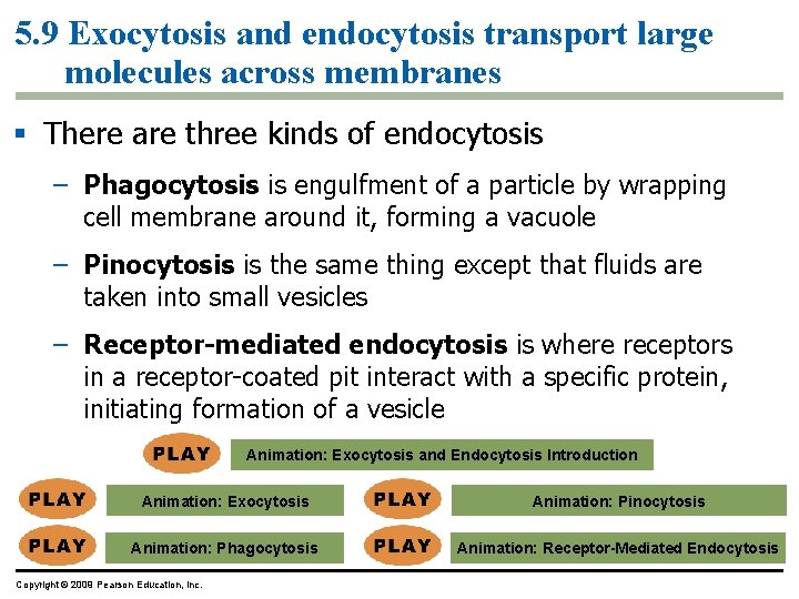 5. 9 Exocytosis and endocytosis transport large molecules across membranes § There are three