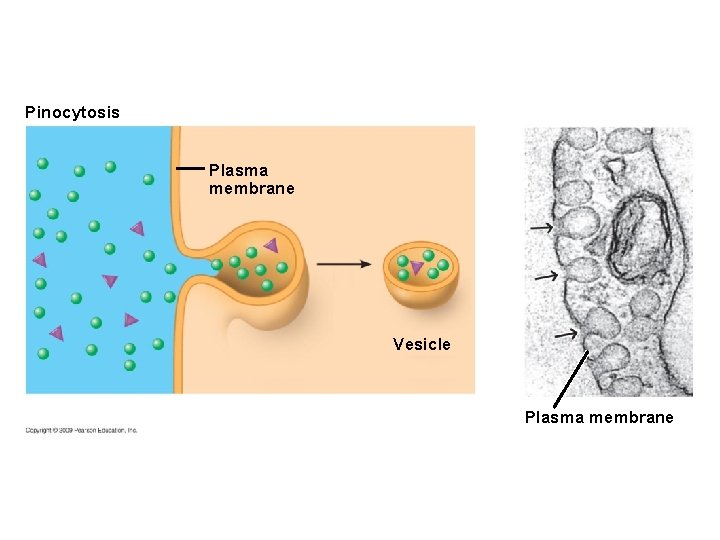 Pinocytosis Plasma membrane Vesicle Plasma membrane 