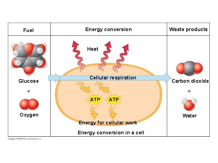 Fuel Energy conversion Waste products Heat Glucose Cellular respiration Oxygen Carbon dioxide Water Energy