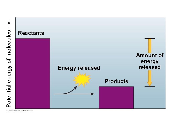 Potential energy of molecules Reactants Amount of energy released Energy released Products 