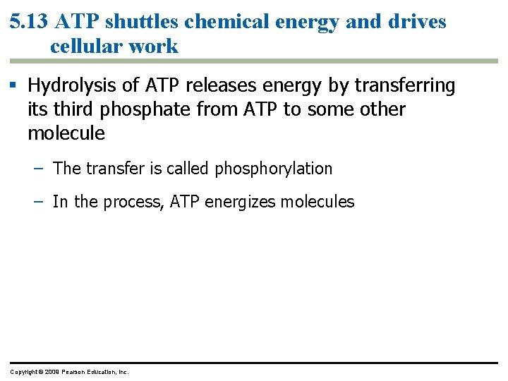 5. 13 ATP shuttles chemical energy and drives cellular work § Hydrolysis of ATP