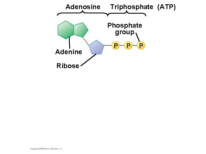 Adenosine Triphosphate (ATP) Phosphate group Adenine Ribose 