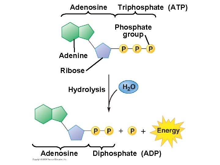 Adenosine Triphosphate (ATP) Phosphate group Adenine Ribose Hydrolysis + Adenosine Diphosphate (ADP) 