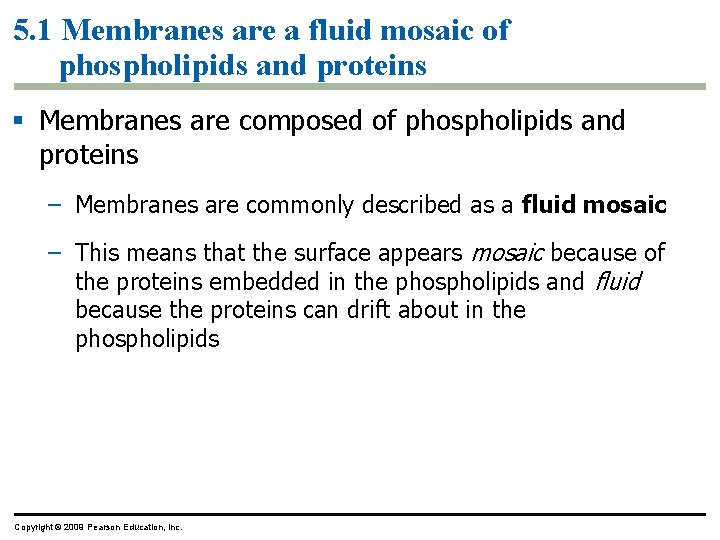 5. 1 Membranes are a fluid mosaic of phospholipids and proteins § Membranes are