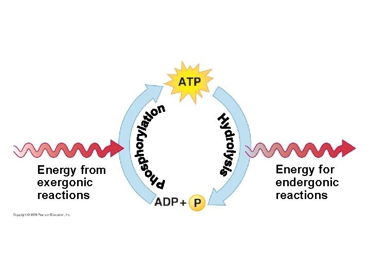 Energy from exergonic reactions Energy for endergonic reactions 