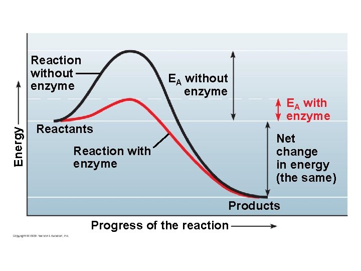 Energy Reaction without enzyme EA with enzyme Reactants Net change in energy (the same)