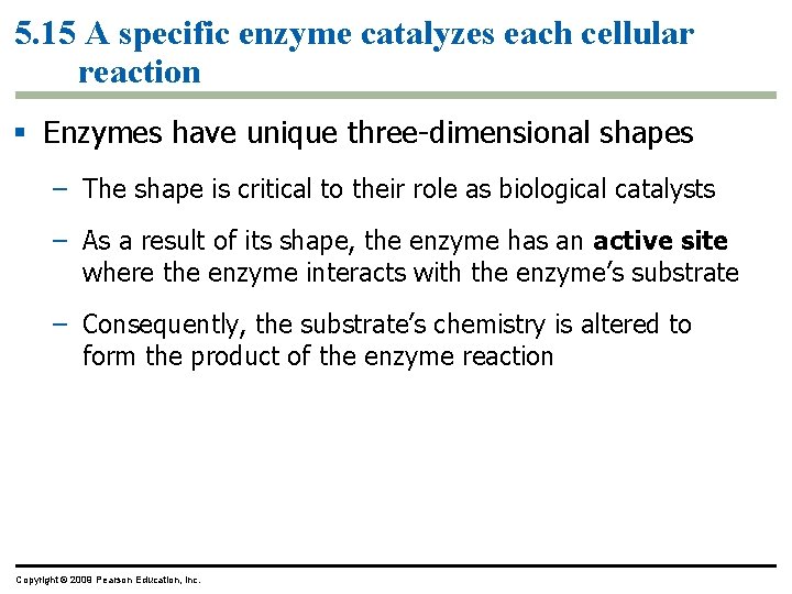 5. 15 A specific enzyme catalyzes each cellular reaction § Enzymes have unique three-dimensional