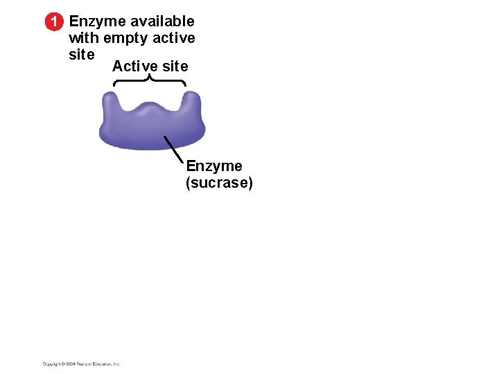 1 Enzyme available with empty active site Active site Enzyme (sucrase) 