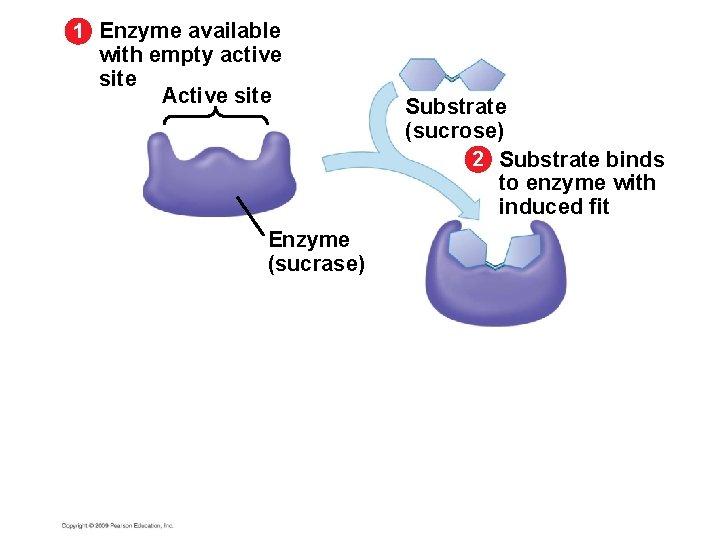 1 Enzyme available with empty active site Active site Enzyme (sucrase) Substrate (sucrose) 2