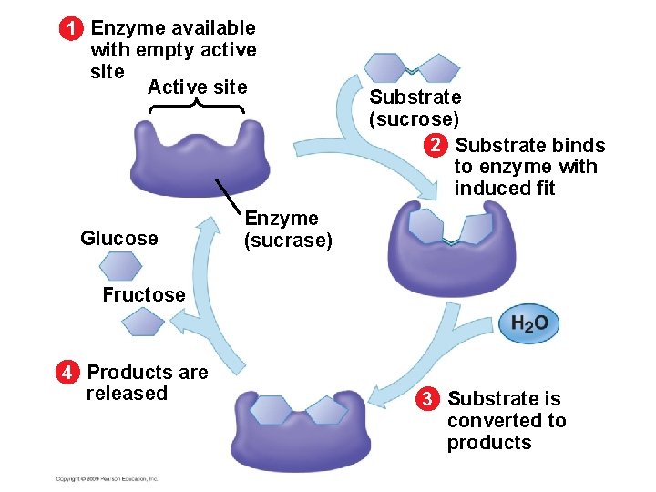 1 Enzyme available with empty active site Active site Glucose Substrate (sucrose) 2 Substrate