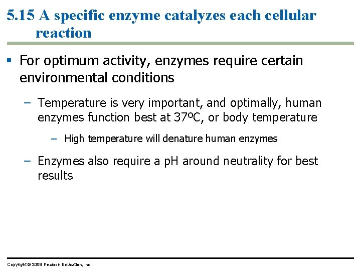 5. 15 A specific enzyme catalyzes each cellular reaction § For optimum activity, enzymes