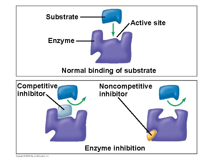 Substrate Active site Enzyme Normal binding of substrate Competitive inhibitor Noncompetitive inhibitor Enzyme inhibition