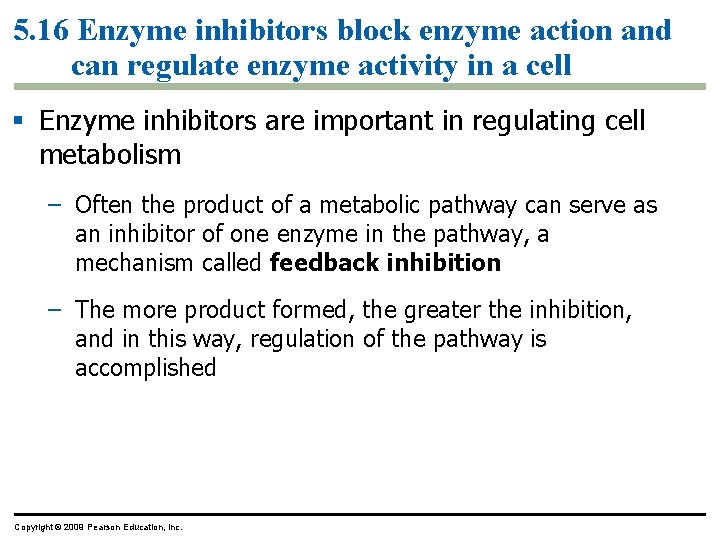5. 16 Enzyme inhibitors block enzyme action and can regulate enzyme activity in a