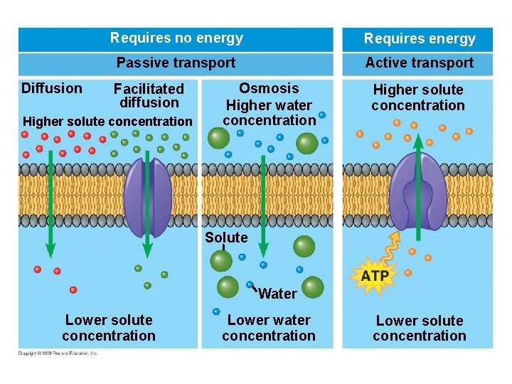 Diffusion Requires no energy Requires energy Passive transport Active transport Facilitated diffusion Higher solute