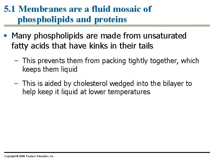 5. 1 Membranes are a fluid mosaic of phospholipids and proteins § Many phospholipids