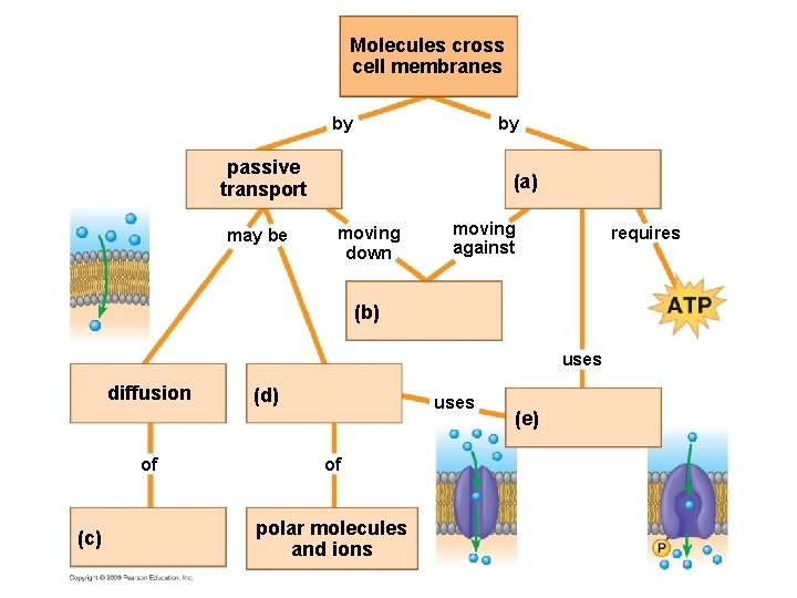 Molecules cross cell membranes by by passive transport may be (a) moving down moving