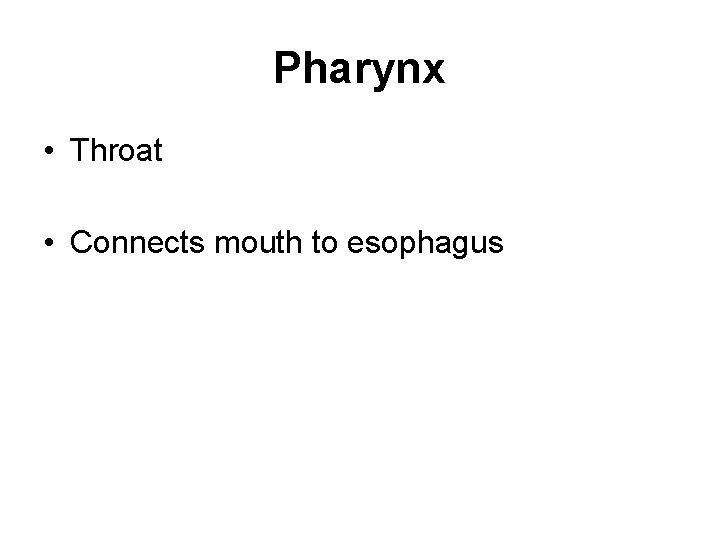 Pharynx • Throat • Connects mouth to esophagus 