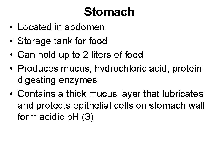 Stomach • • Located in abdomen Storage tank for food Can hold up to