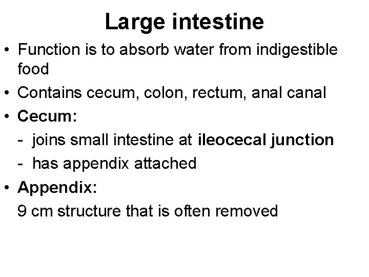 Large intestine • Function is to absorb water from indigestible food • Contains cecum,