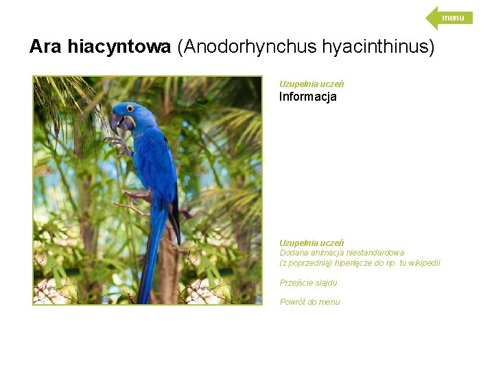 menu Ara hiacyntowa (Anodorhynchus hyacinthinus) Uzupełnia uczeń Informacja Uzupełnia uczeń Dodana animacja niestandardowa (z