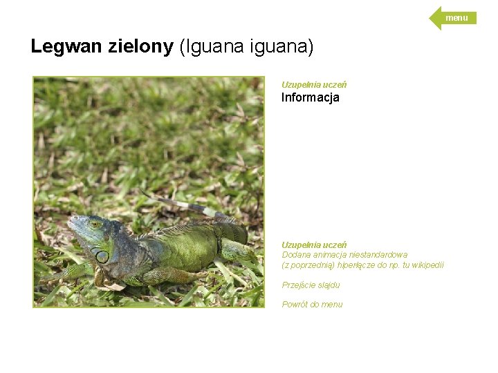 menu Legwan zielony (Iguana iguana) Uzupełnia uczeń Informacja Uzupełnia uczeń Dodana animacja niestandardowa (z